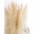 pampas 3.jpg
