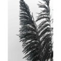 pampas 9.jpg