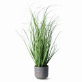 Trawa w donicy 50 cm
