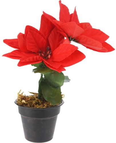 Kwiat Gwiazda Betlejemska 17 cm