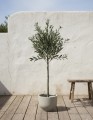 Drzewo oliwne 125cm