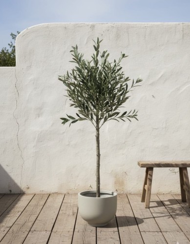 Drzewo oliwne 125cm