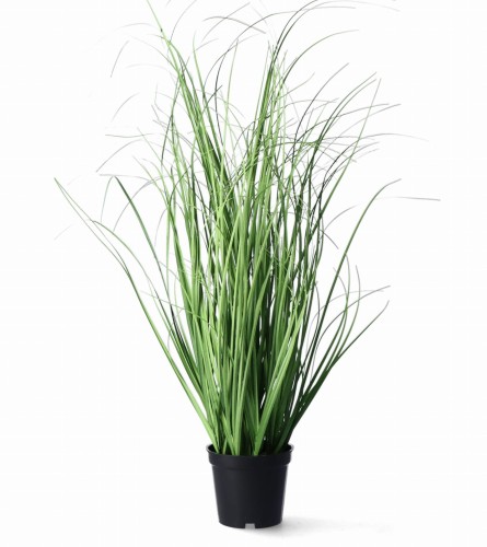 Trawa w donicy 50 cm