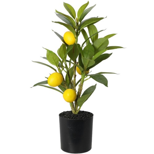 Roślina w donicy LEMON 43cm