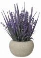 Lawenda w donicy 20 cm 1