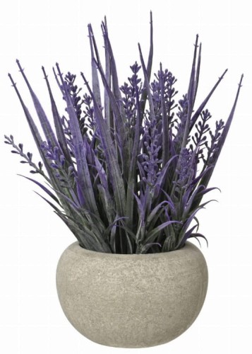 Lawenda w donicy 20 cm 1