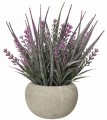 Lawenda w donicy 20 cm 3