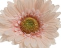 Gerbera 50cm