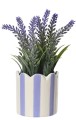 Lawenda w donicy 1