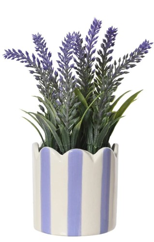 Lawenda w donicy 1