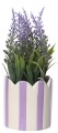 Lawenda w donicy 2