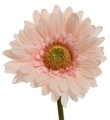 Gerbera 50cm