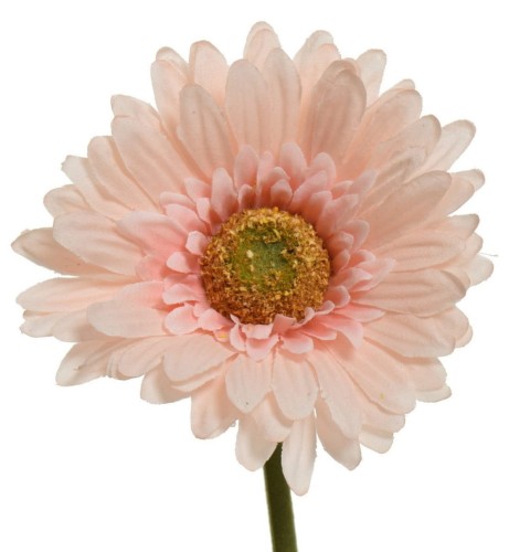 Gerbera 50cm