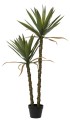 Agawa w donicy 125cm
