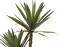 Agawa w donicy 125cm