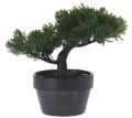 Drzewko bonsai 19cm 2