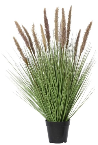 Trawa pampas