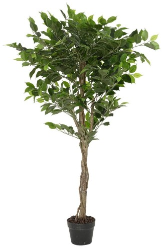 Donica fikus
