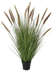 Trawa Pampas w Donicy