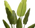 Strelicja Donica 120cm