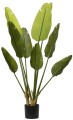 Strelicja Donica 120cm