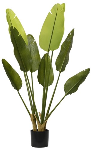 Strelicja Donica 120cm