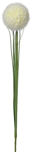Czosnek biały 66cm