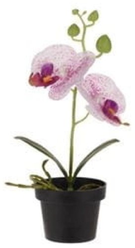 Orchidea w doniczc