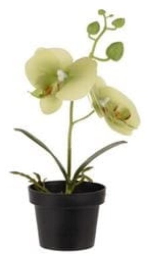 Orchidea w doniczc