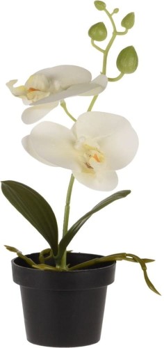 Orchidea w doniczc