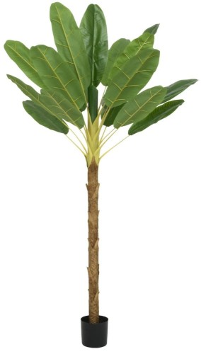 Bananowiec 180 cm