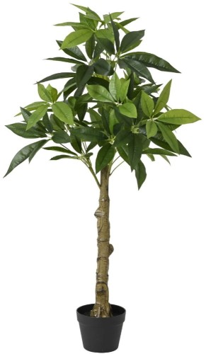 Pachira w donicy 120cm