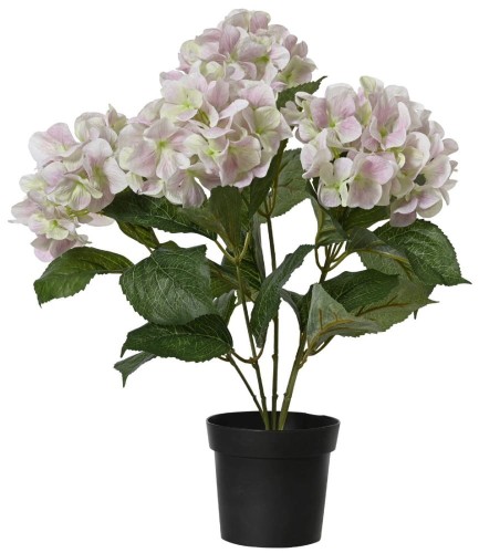 Hortensja w donicy 46 cm biała