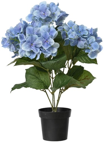 Hortensja w donicy 46 cm niebieska