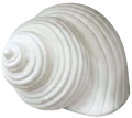 Muszla CERAMIC 1