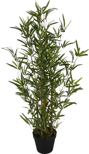 Kwiat bambusa w donicy 90cm