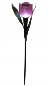 Tulipan SOLAR 30 cm