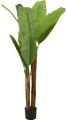 Bananowiec 160 cm