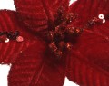 Poinsecja 10 cm
